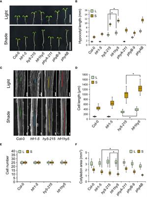 Organ-specific transcriptional regulation by HFR1 and HY5 in response to shade in Arabidopsis